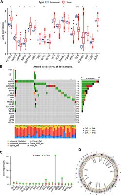 Identification of cuproptosis-related subtypes and the development of a prognostic model in glioma